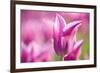 Tulip 'Dolls Minuet', hybrid cultivated, Schwerin, Germany-Kerstin Hinze-Framed Photographic Print