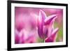 Tulip 'Dolls Minuet', hybrid cultivated, Schwerin, Germany-Kerstin Hinze-Framed Photographic Print