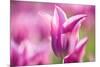 Tulip 'Dolls Minuet', hybrid cultivated, Schwerin, Germany-Kerstin Hinze-Mounted Photographic Print