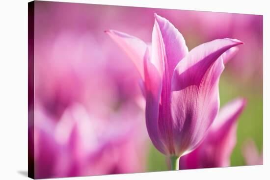 Tulip 'Dolls Minuet', hybrid cultivated, Schwerin, Germany-Kerstin Hinze-Stretched Canvas