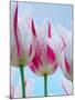 Tulip Dream I-Ella Lancaster-Mounted Giclee Print