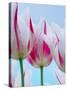Tulip Dream I-Ella Lancaster-Stretched Canvas