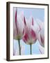 Tulip Dream I-Ella Lancaster-Framed Giclee Print