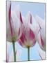 Tulip Dream I-Ella Lancaster-Mounted Giclee Print