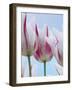 Tulip Dream I-Ella Lancaster-Framed Giclee Print