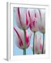 Tulip Dream II-Ella Lancaster-Framed Giclee Print