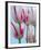 Tulip Dream II-Ella Lancaster-Framed Giclee Print