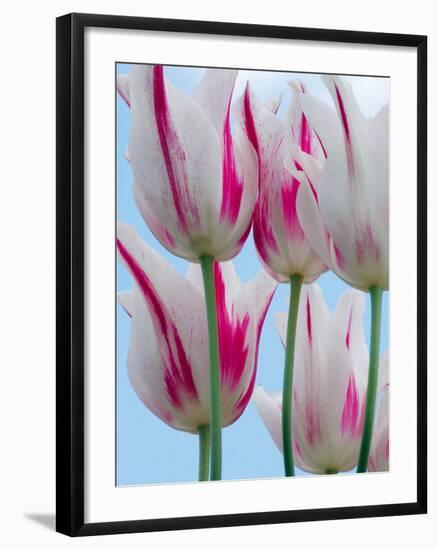 Tulip Dream II-Ella Lancaster-Framed Giclee Print