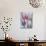 Tulip Dream II-Ella Lancaster-Mounted Giclee Print displayed on a wall