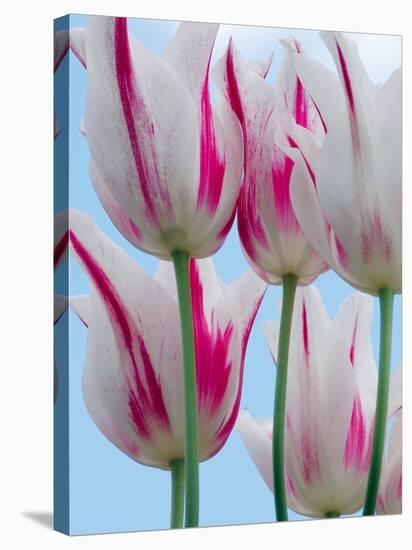 Tulip Dream II-Ella Lancaster-Stretched Canvas