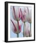 Tulip Dream II-Ella Lancaster-Framed Giclee Print