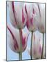 Tulip Dream II-Ella Lancaster-Mounted Giclee Print