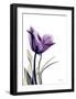 Tulip Dream-Albert Koetsier-Framed Art Print