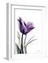 Tulip Dream-Albert Koetsier-Framed Art Print