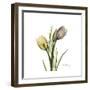 Tulip Duo-Albert Koetsier-Framed Premium Giclee Print