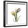 Tulip Duo-Albert Koetsier-Framed Premium Giclee Print