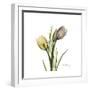 Tulip Duo-Albert Koetsier-Framed Premium Giclee Print