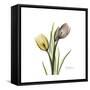 Tulip Duo-Albert Koetsier-Framed Stretched Canvas