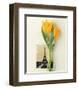 Tulip, Euro-Floral-Dorothy Gaubert Pyle-Framed Art Print