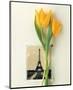 Tulip, Euro-Floral-Dorothy Gaubert Pyle-Mounted Art Print