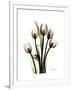 Tulip Family Portrait-Albert Koetsier-Framed Art Print