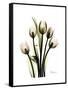 Tulip Family Portrait-Albert Koetsier-Framed Stretched Canvas