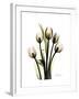 Tulip Family Portrait-Albert Koetsier-Framed Art Print