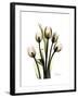 Tulip Family Portrait-Albert Koetsier-Framed Art Print