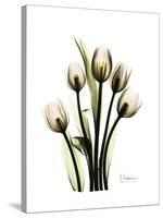 Tulip Family Portrait-Albert Koetsier-Stretched Canvas