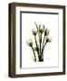 Tulip Family Portrait-Albert Koetsier-Framed Art Print