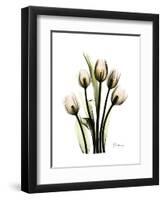 Tulip Family Portrait-Albert Koetsier-Framed Art Print