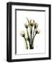 Tulip Family Portrait-Albert Koetsier-Framed Art Print