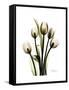 Tulip Family Portrait-Albert Koetsier-Framed Stretched Canvas