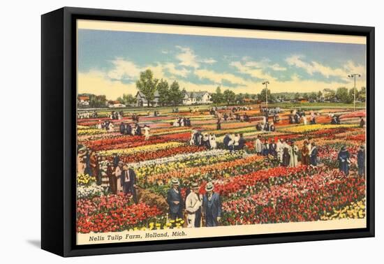 Tulip Farm, Holland, Michigan-null-Framed Stretched Canvas