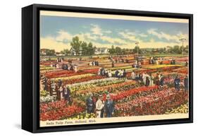 Tulip Farm, Holland, Michigan-null-Framed Stretched Canvas