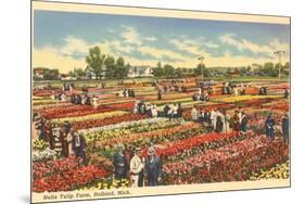 Tulip Farm, Holland, Michigan-null-Mounted Premium Giclee Print
