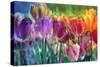 Tulip Farm-Mindy Sommers-Stretched Canvas