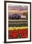 Tulip Farm-Lantern Press-Framed Art Print