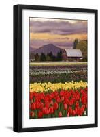 Tulip Farm-Lantern Press-Framed Art Print