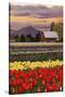 Tulip Farm-Lantern Press-Stretched Canvas