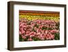 Tulip festival.-Michel Hersen-Framed Photographic Print