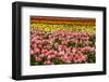 Tulip festival.-Michel Hersen-Framed Photographic Print