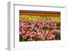 Tulip festival.-Michel Hersen-Framed Photographic Print