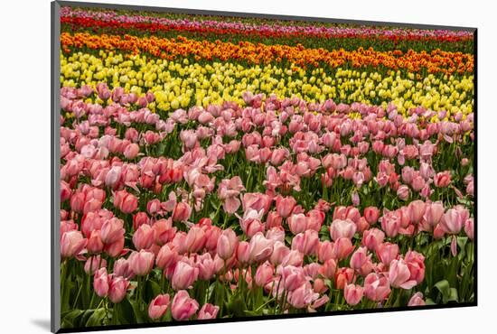 Tulip festival.-Michel Hersen-Mounted Photographic Print