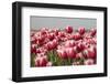 Tulip Field 13-ErikdeGraaf-Framed Photographic Print