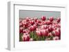 Tulip Field 13-ErikdeGraaf-Framed Photographic Print