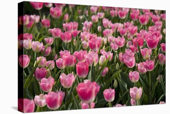 Tulip Field 14-ErikdeGraaf-Stretched Canvas