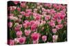 Tulip Field 14-ErikdeGraaf-Stretched Canvas