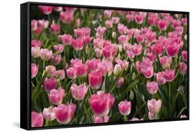 Tulip Field 14-ErikdeGraaf-Framed Stretched Canvas