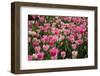 Tulip Field 14-ErikdeGraaf-Framed Premium Photographic Print
